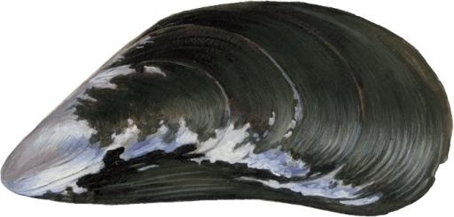 贻贝 PNG免抠(679x326)