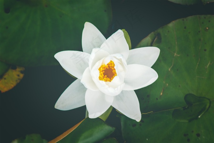 淡雅清新的莲花高清图