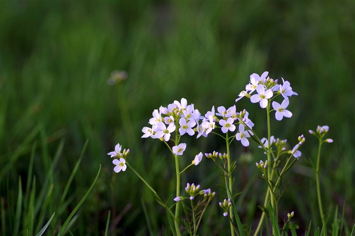 野外的小白花