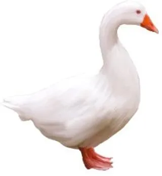 白鹅 PNG免抠