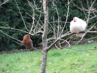鸡母鸡走地鸡散养鸡鸡肉农村牧场