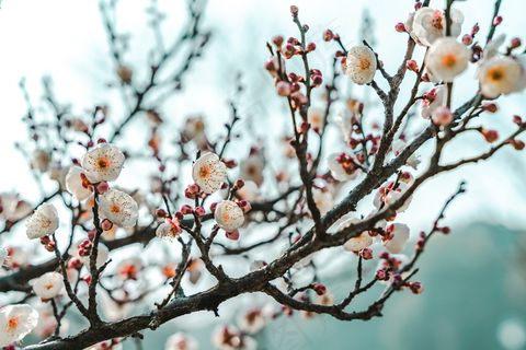 春天梅花盛开图片 春天梅花盛开图片