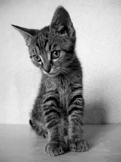 可爱猫咪 动物 素材 奶萌 (21) 可爱猫咪 动物 素材 奶萌 (21)