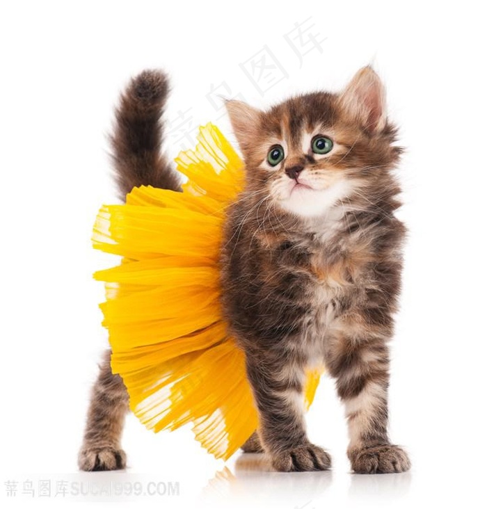 可爱动物小猫高清图
