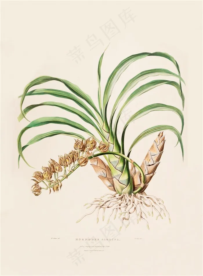 手绘插画兰花图片