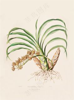 手绘插画兰花图片