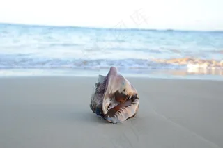 小清新沙滩海螺图片