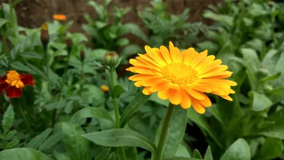 盛开灿烂黄菊花图片 盛开灿烂黄菊花图片