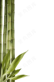 PNG 绿色竹子 PNG 绿色竹子