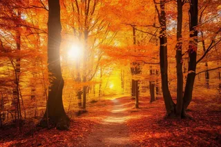 秋天森林红色树叶落叶阳光照射下摄影图