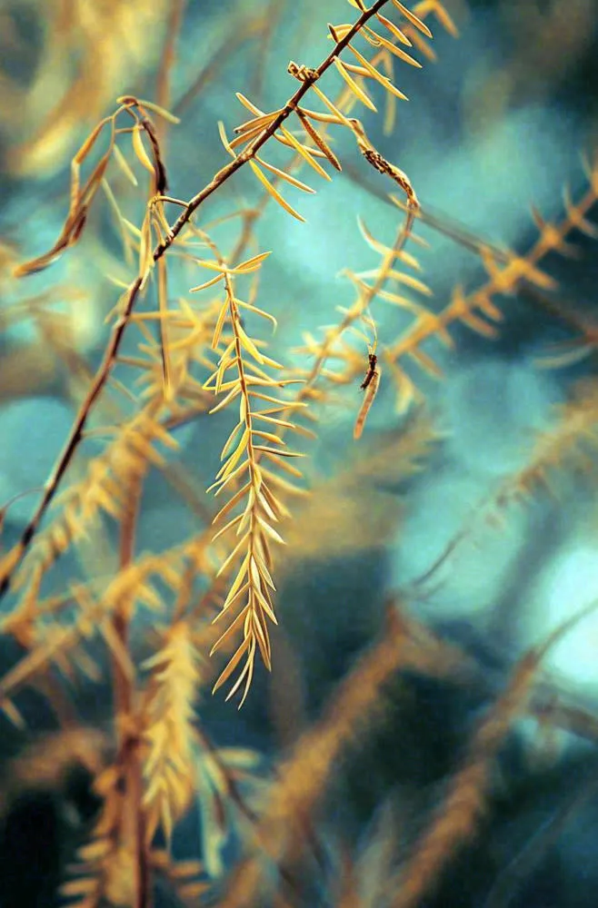 秋天秋叶森林墨绿树枝枝叶，暗黑风(896x1360)