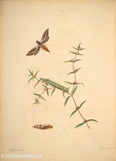 蝴蝶植物昆虫毛毛虫复古图谱