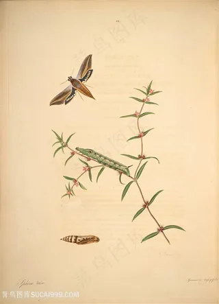 蝴蝶植物昆虫毛毛虫复古图谱