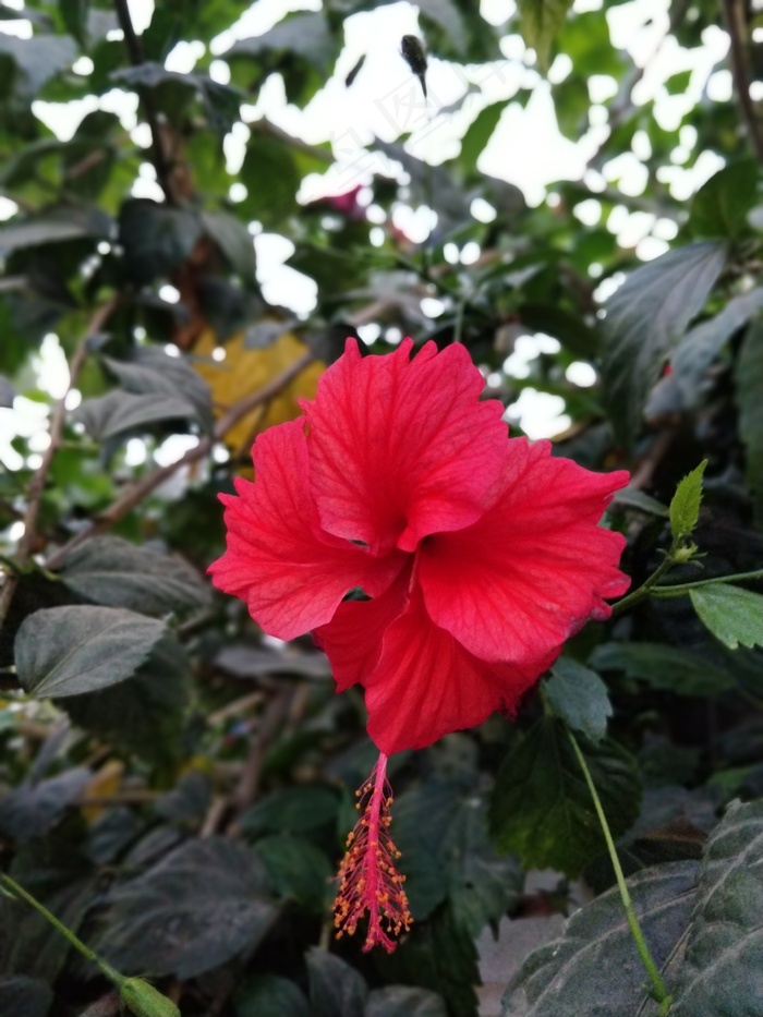 红色木槿花高清摄影图片