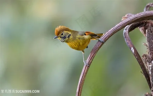可爱的斑喉希鹛鸟类图片 可爱的斑喉希鹛鸟类图片