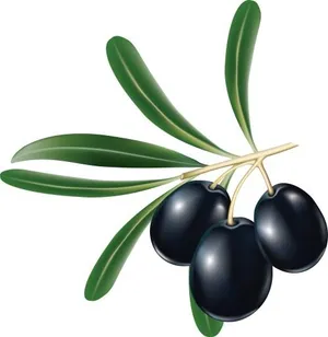 黑橄榄 PNG免抠