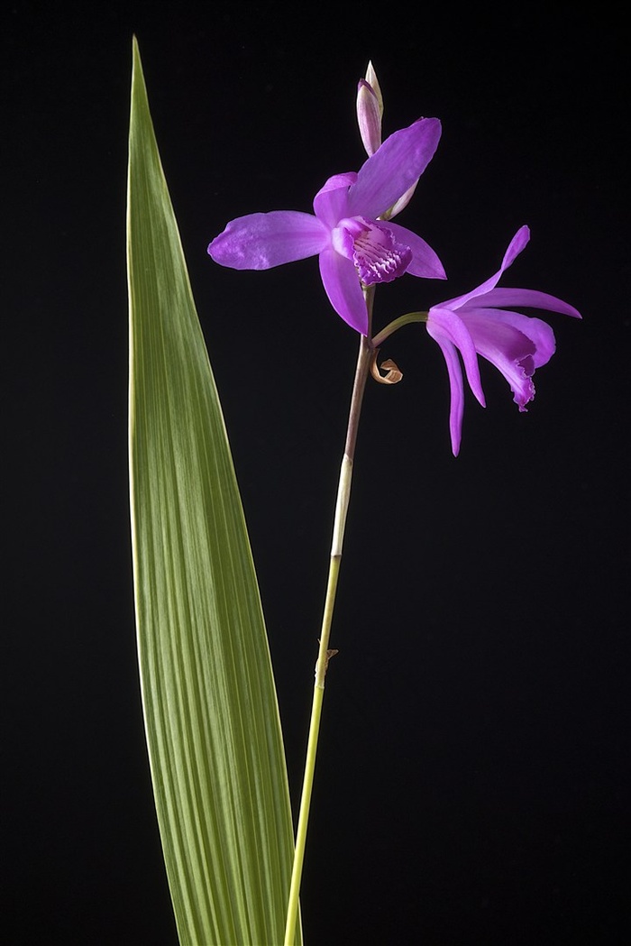 超高清兰花鲜花图片