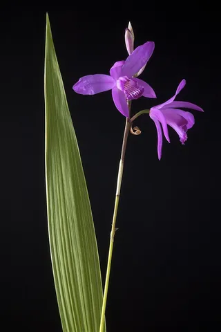 超高清兰花鲜花图片
