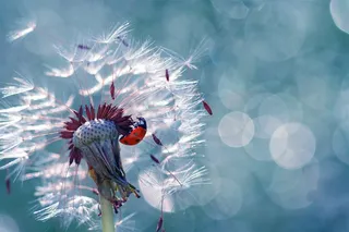 七星瓢虫与蒲公英微距摄影高清图片