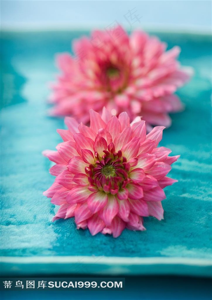 粉色菊花图片下载