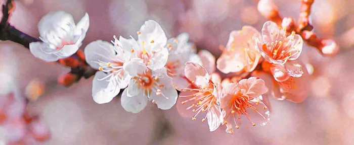 白色浪漫春季樱花花朵枝叶，立春惊蛰春分摄影图(1712x704)