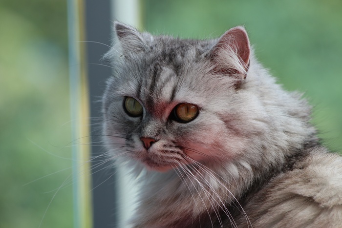 可爱猫咪猫猫摄影素材