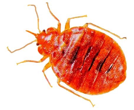 臭虫 PNG免抠(455x375)