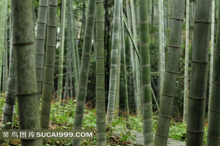 幽静的竹林风景