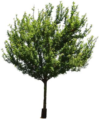 高清树木素材 免抠PSD植物素材 美术绘画园林贴图 树草灌木花草