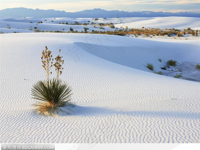 无垠沙漠中的零星草堆