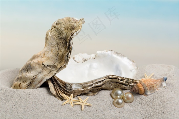 沙滩上美丽的贝壳珍珠写真