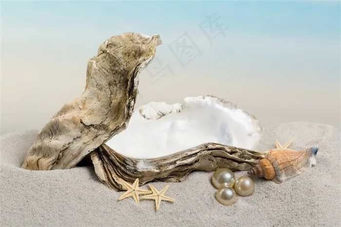 沙滩上美丽的贝壳珍珠写真