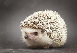 可爱的刺猬素材