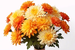 秋日金菊菊花花束摄影图