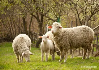 草地上的一群绵羊
