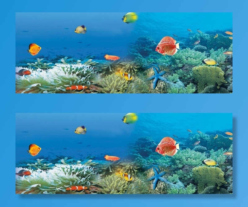 海底世界 鱼  海底风景 海底景观