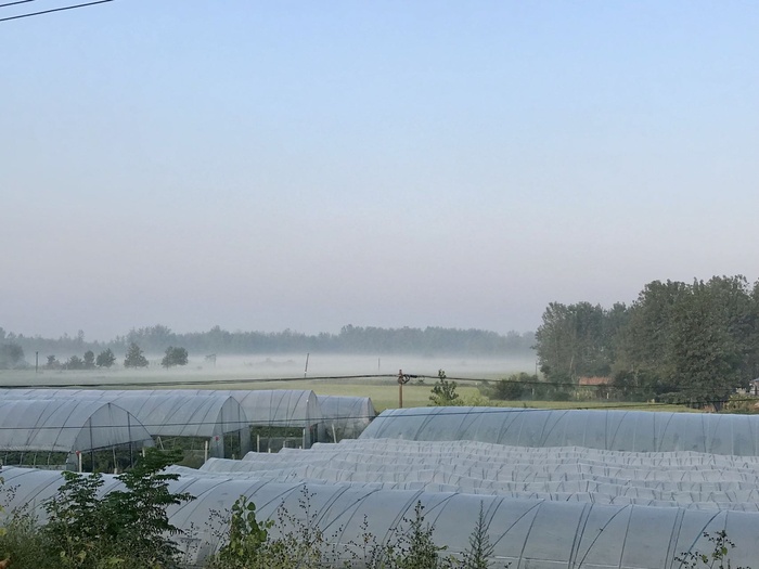 乡村/清晨/手机摄影/自然/风景/农村