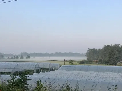 乡村/清晨/手机摄影/自然/风景/农村