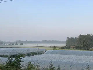 乡村/清晨/手机摄影/自然/风景/农村