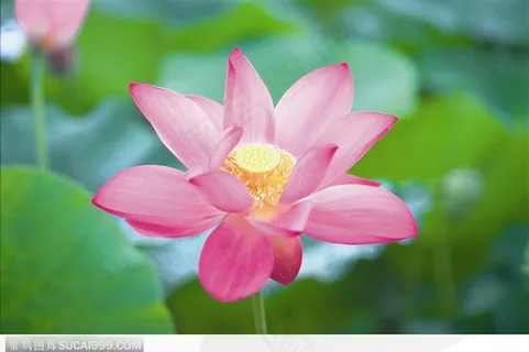 盛开的粉色荷花鲜花图片