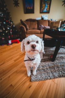 白色呆萌狗狗图片 白色呆萌狗狗图片