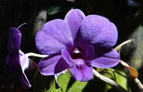 石斛兰花图片 石斛兰花图片