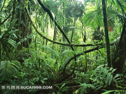 热带雨林中藤蔓植物和蕨类植物 热带雨林中藤蔓植物和蕨类植物