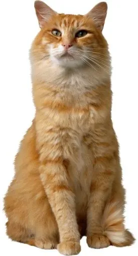 大橘猫 PNG免抠(1573x2928)