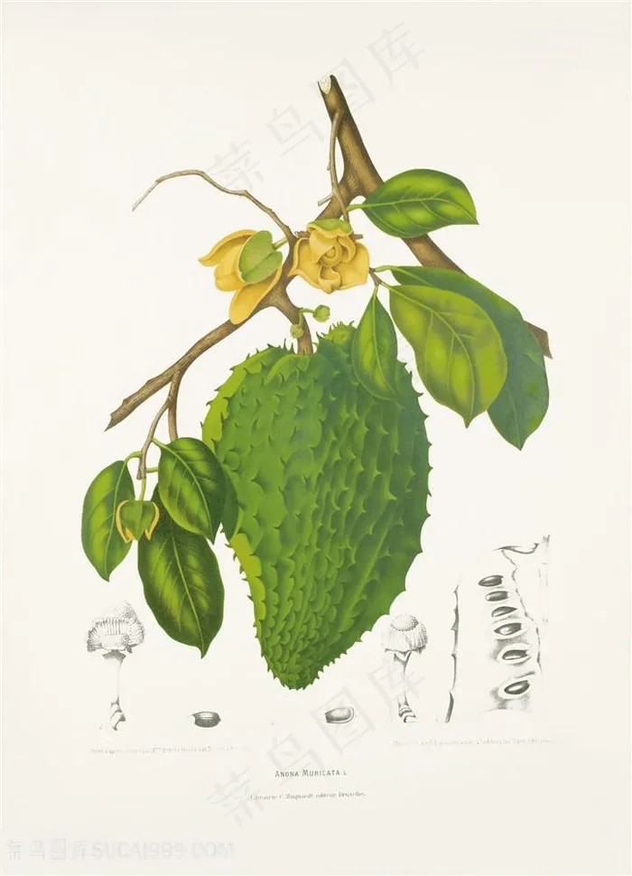 古书手绘花卉水果插画图片素材