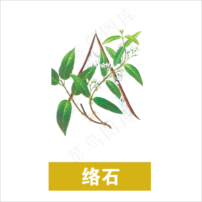 手绘草本中药药材络石