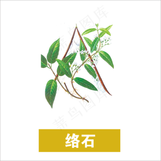 手绘草本中药药材络石