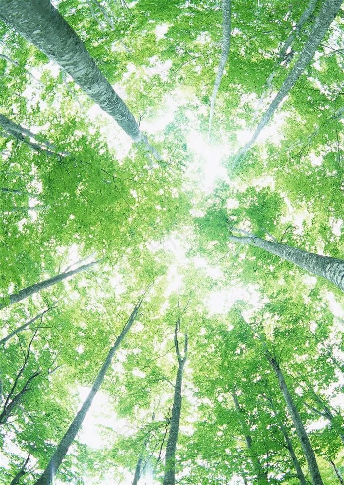 森林树木仰视摄影图片