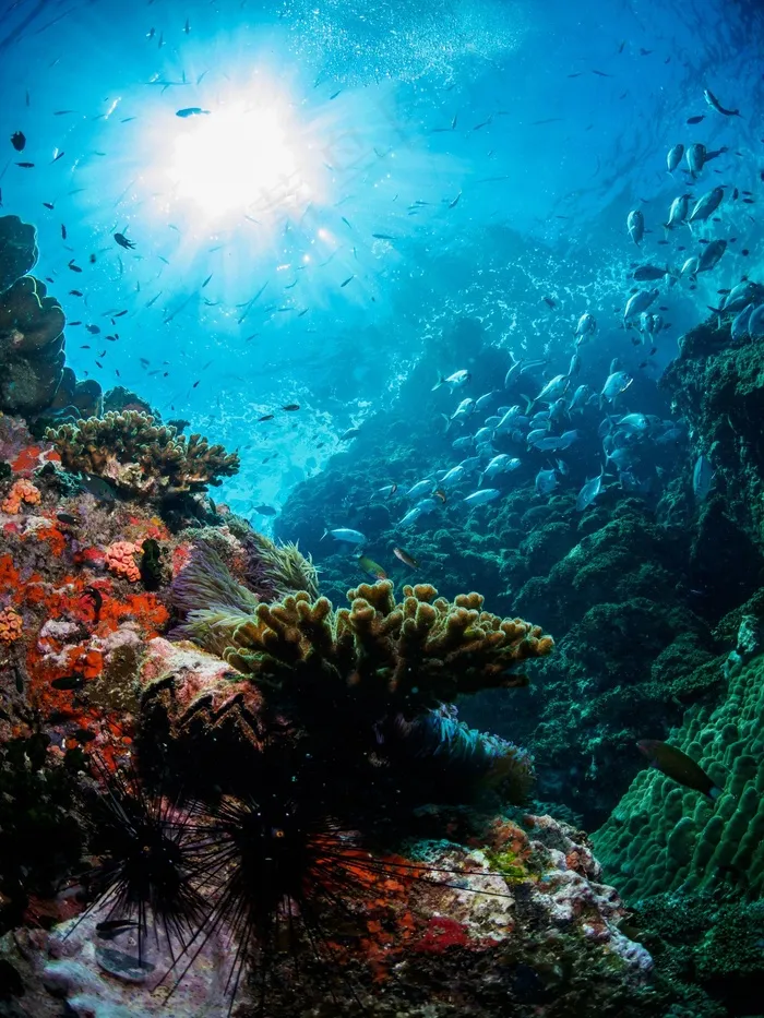 海洋海底珊瑚海水鱼群高清背景