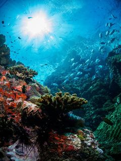 海洋海底珊瑚海水鱼群高清背景